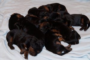 gordon-setter-puppies