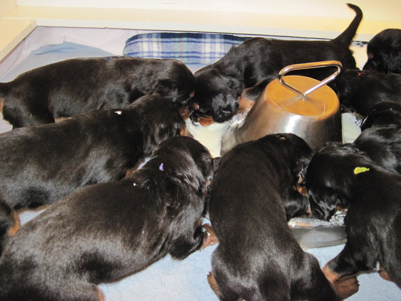 Gordon Setter Puppies For Sale Canada / Gordon Setter Breeders / Our